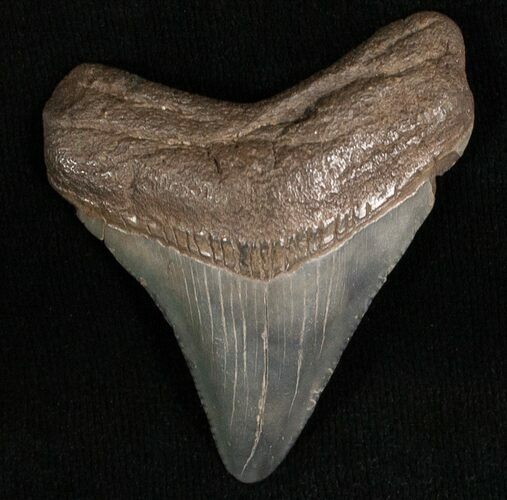 Megalodon Tooth - South Carolina #7458